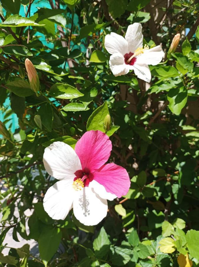 Casa Kalani Daire Playa Honda  Dış mekan fotoğraf